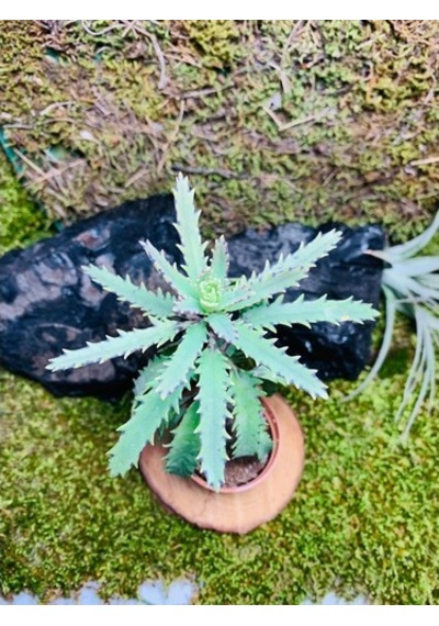 Aşkın Gözyaşı Bitkisi Mother Of Thousands 10-20 Cm
