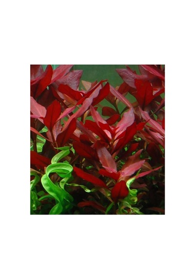 Ludwigia Repens Rubin Saksı- Canlı Bitki Standart