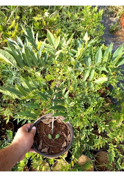 Mor Salkım Fidanı 3 Adet - Wisteria Sinensis