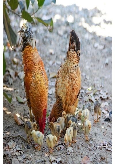 Yumurta Ci̇vci̇v Yemi̇ - 10 Kg