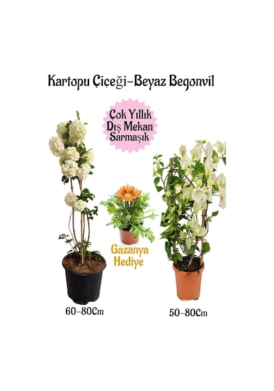 Kartopu Çiçeği 1 Adet +beyaz Begonvil 1 Adet+sarı Gazanya Saksılı Bahçe Seti