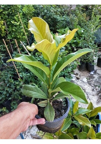 Manolya Ağacı 30-40 Cm. Saksıda. 12 Ay Dikilebilir N11.6748
