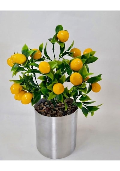 Cihan Çiçekçilik Limon Ağacı Metal Saksıda 35 Cm Beyaz- Yeşil