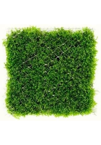 Mini Pellia Yeni Sarım Canlı Bitki 5x5 Cm