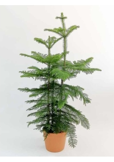 Arokarya Tohumu 3 Tohum Salon Çamı Araucaria + Tohu