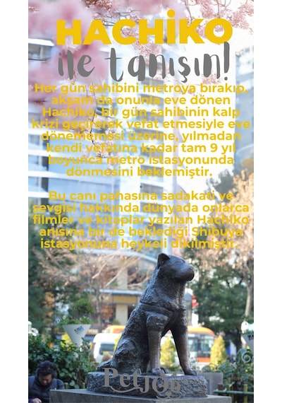 Petjoo 19.Hachiko Gri-Sarı Qr'lı Köpek Künyesi