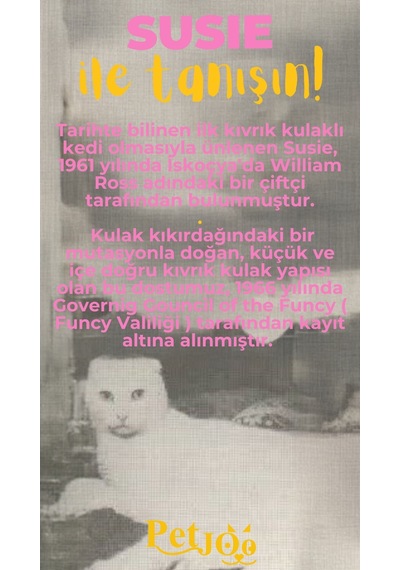 Petjoo 3.Susie Sarı-Pembe Qr'lı Kedi Künyesi