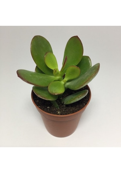 Thebestonline Para Ağacı Çiçeği Yeşim Bitkisi Mini Crassula Ovata