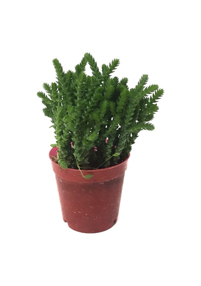 Crassula Lycopodioides (Sukulent) Ø5,5 CM Y0-10 CM