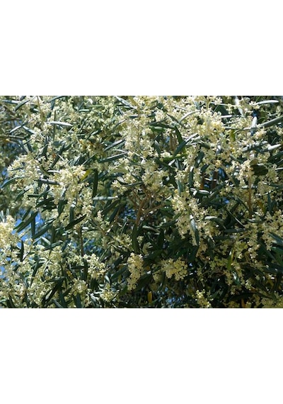 Agroege Bosteer Sıvı Bakır 1 Lt