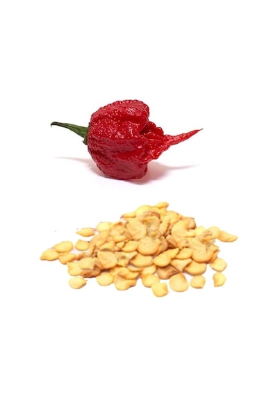 +3 Adet Dünyanın En Acı Biberi Carolina Reaper Tohumu Bire Bir Ürün