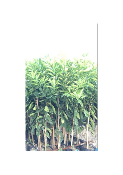 Tüplü Aşılı Klemantin Kokulu King Mandalina Yaş 1-2 Boy  90-110cm