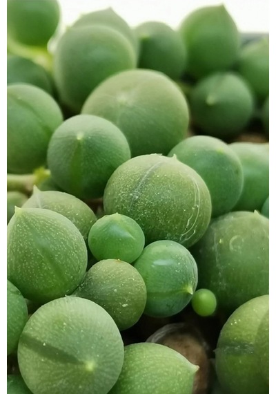 Serada Decor Plant Tespih Çiçeği İnci Tanesi Askılı Büyük Saksı Senecio Rowleyanus İç Mekan Bitkisi