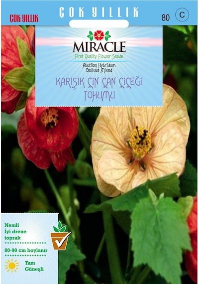 Miracle Karışık Renkli Çin Çan Çiçeği Tohumu 50 Tohum