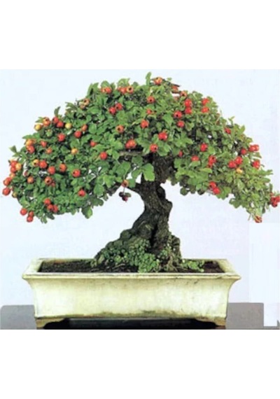 Bodur Kırmızı Alıç Bonzai Ağacı Tohumu 5 Adet Bonsai Ağacı Tohumu