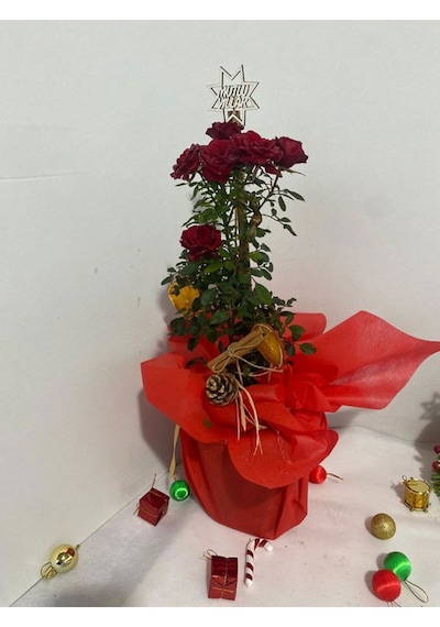 Yılbaşına Özel Süslemi Kırmızı Renk Bodur Gül 30-40cm Kozalak-portakal Dahil
