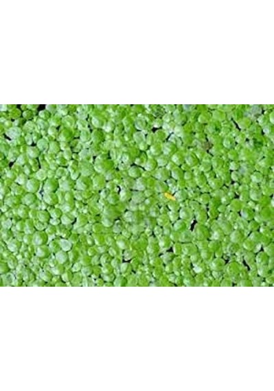 Lemna Minor Su Mercimeği Akvaryum Bitkisi 15 X 15 Cm