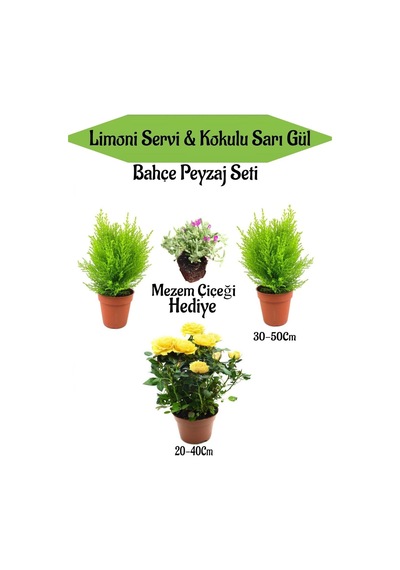 Bahçe Seti 2 Adet Limoni Servi Fidanı 1 Adet Sarı Gül Fidanı+hediye Mezem Çiçeği