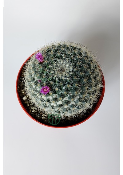 Yaşlı Kadın Kaktüsü Mammillaria Hahniana Kolay Bakım
