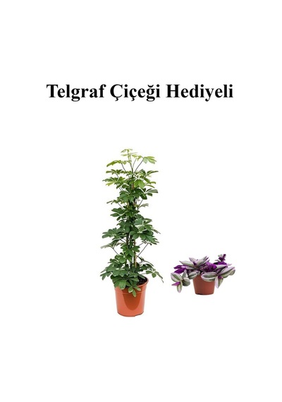 Hediyelik Yeşil Şeflera Bitkisi Sevgililer Gününe Özel Telgraf Hediyeli