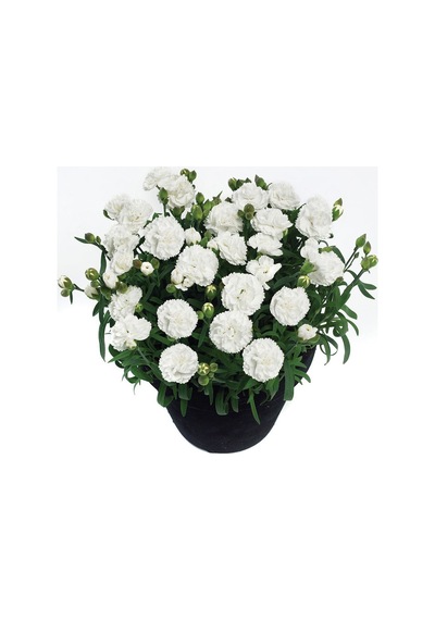 Serada Decor Plant Kokulu Beyaz Bodur Karanfil Bitkisi Dianthus Caryophyllus White