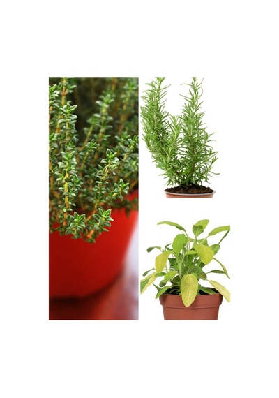 Videolu Mutfakta Bitki Seti 3 Adet Saksıda Kekik-biberiye-adaçayı 20-40 Cm Oregano- Rosmary-sage