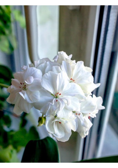 Videolu 1 Adet Beyaz Sakız Sardunya Çiçeği 15-25 Cm Saksılı Çiçekli Bodur Bitkiler Whıte Pelargonium