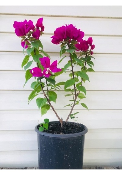 Bodur Begonvil Saksılı 70-80 Cm Boy Bougainvillea