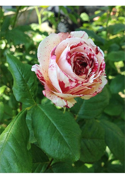 Sihirbaz Gül 40 60 Cm 1 Adet Saksılı Dış Mekan Bitkisi Rose