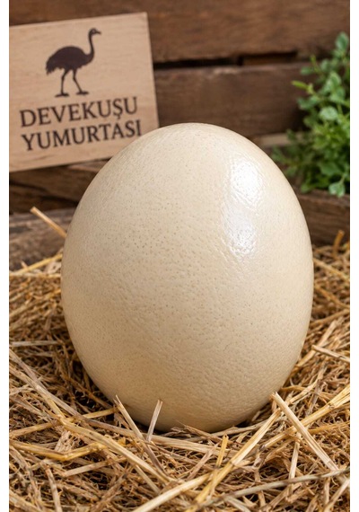 Devekuşu Yumurtası İçi Temizlenmiş Boş Örümcek Haşere Kovucu Mega Boy