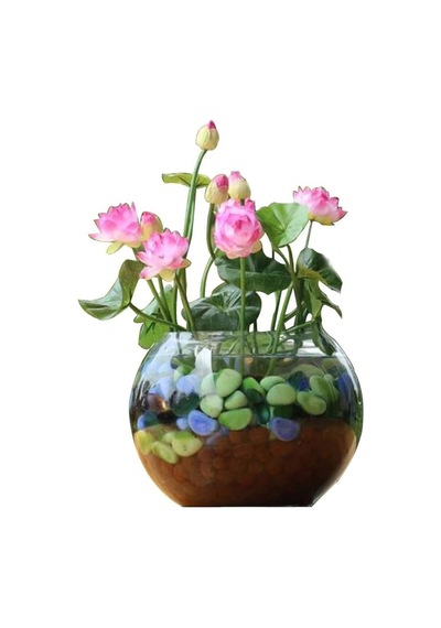 10 Adet Tohum Nadir Pembe Hint Nilüfer Lotusa Lotus Çiçeği Tohumu Organik Mis Kokulu Çiçek