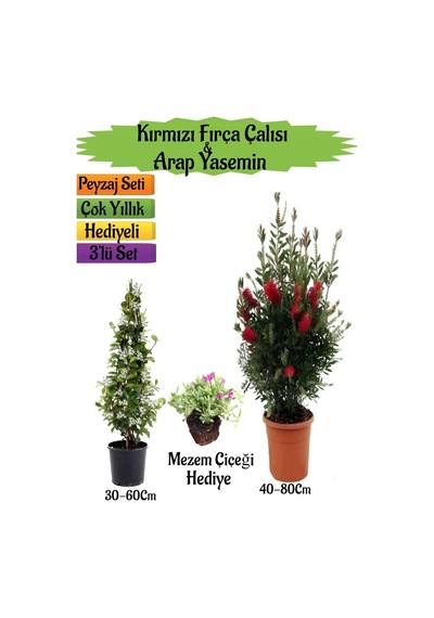 Kırmızı Fırça Çalısı+kokulu Arap Yasemini+mezem Çiçeği Peyzaj Seti