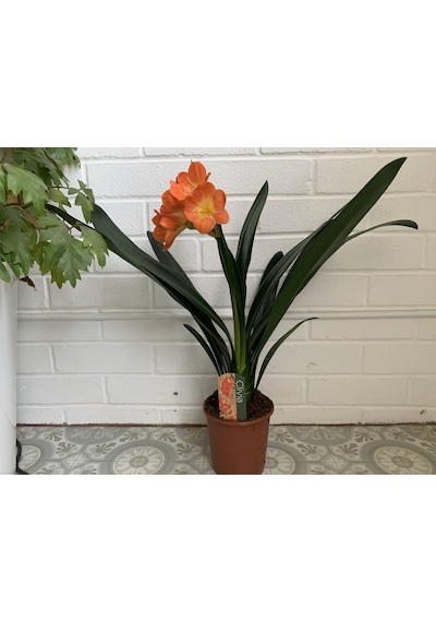 Clivia Miniata – Klivya