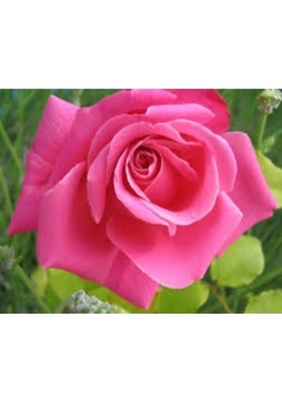 Pembe Yediveren Gül 25 35 Cm Saksıda Aşılı Gül Fidanı Pink Rose