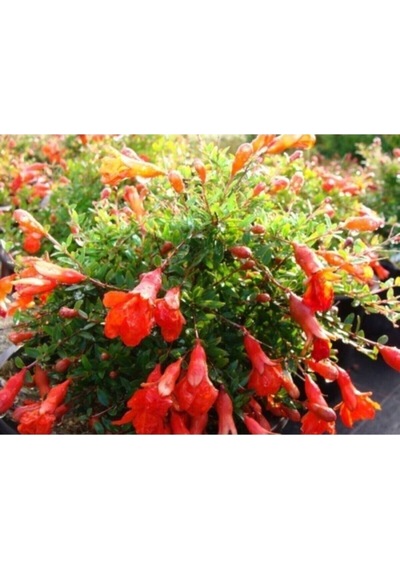 Bodur Süs Narı Çiçeği Fidanı 1 Adet Saksılı/ Tüplü 30-60cm Bahçe Bitkisi Dwarf Pomegranate