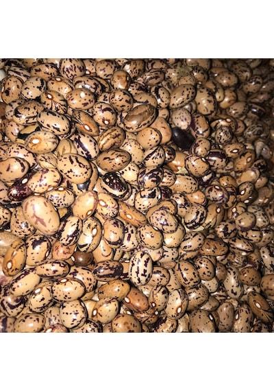 Yerli UzunEnli Erken Sırık Fasulye Tohumu 500 GR Alacalı