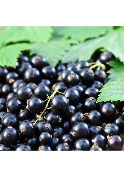 Tüplü İri Meyveli Booskop Giant Frenk Üzümü Fidanı
