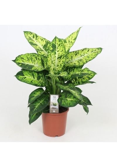 Dieffenbachia Compacta - 20-30 Cm 5 Adet