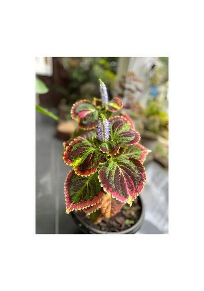 Kolyos Yaprak Güzeli Çiçeği 10-20 Cm Saksılı