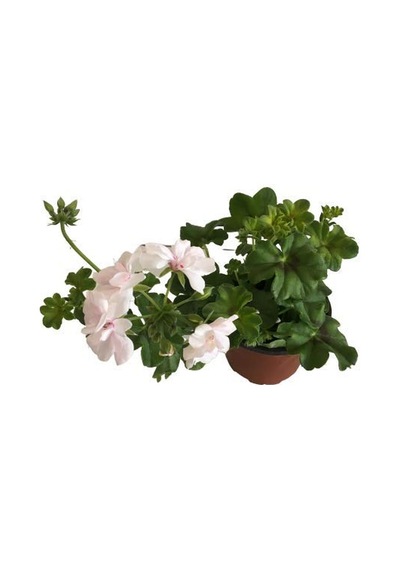 Kar Beyaz Sardunya Çiçeği Fidanı 5-15 Cm