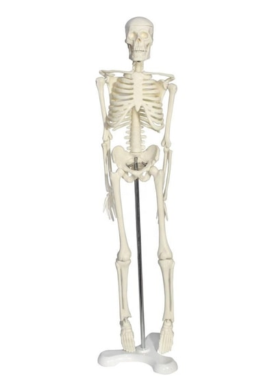 Tam İskelet Maketi 45 CM Model 4