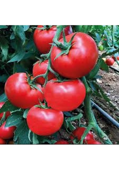 100 Adet Tohum Sırık Bulgar Domatesi Tohumu Saksı Toprak Hediyemiz