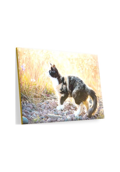 Cakasepetim Taşların Üzerinde 3 Renk Kedi Ve Sarı Otlar Ahşap Mdf Tablo