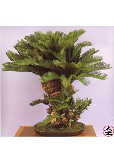 Bodur Bonsai Palmiye Ağacı Tohum 3 Tohum +Saksı+Toprak+ Toh