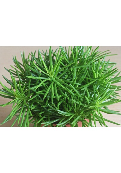 Senekio Barbertonicus Himalaya - 10 Adet Sukulent - Teraryum Bit