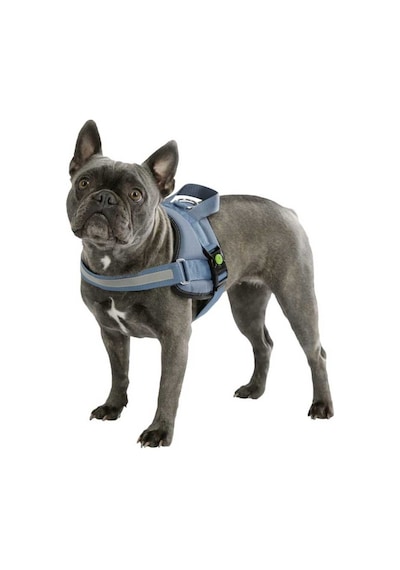 Belden Köpek Tasması Maestro 2.0 S  45-60 cm x 15 mm Mavi