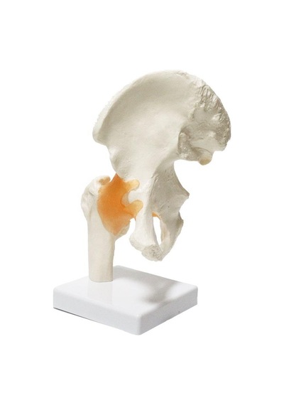 Omurga Kalça Maketi Model 28