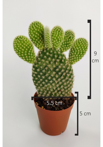 Opuntia Microdasys Albata Tavşan Kulağı Kaktüs Tekli Kaktüs 5.5cm