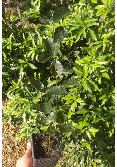 Şifalı Saskatoon Berry Fidanı