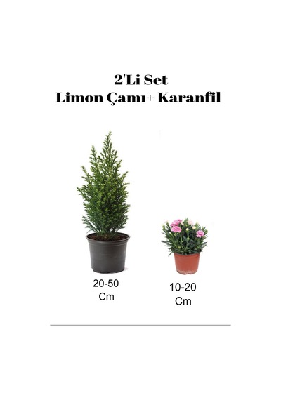 2'li Set Limon Kokulu Limon Çamı+ Pembe Karanfi Dış Mekan Bitkisi